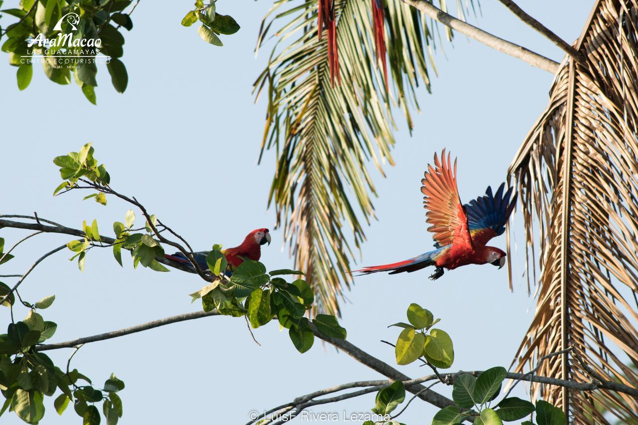 Guacamayas Resort, Selva Lacandona, Chiapas México